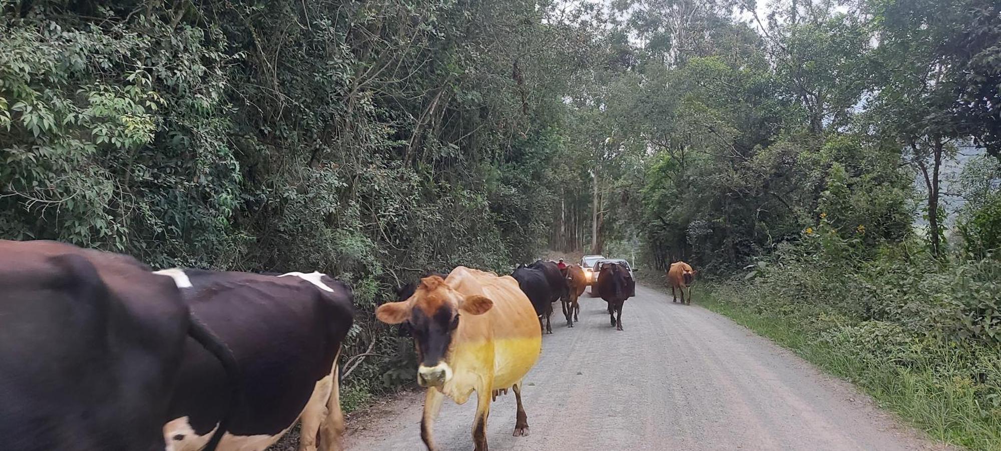 Chales Sitio Anjo Gabriel Urubici Bagian luar foto